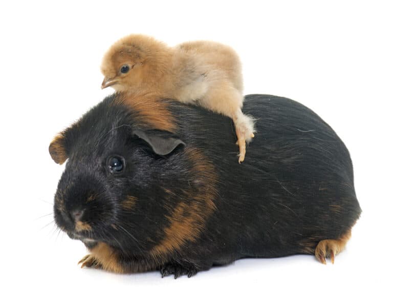 Understanding the Risks: Can Guinea Pigs Really Choke?