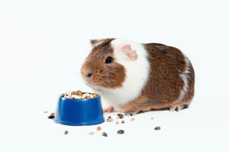 Unveiling the Truth: Can Guinea Pig Food Harm Rabbits?
