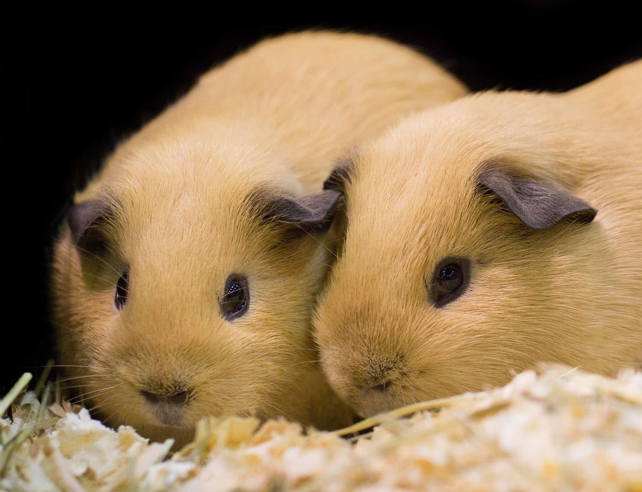 Exploring Guinea Pig Care Debunking the Myth Can You Use Cat Litter