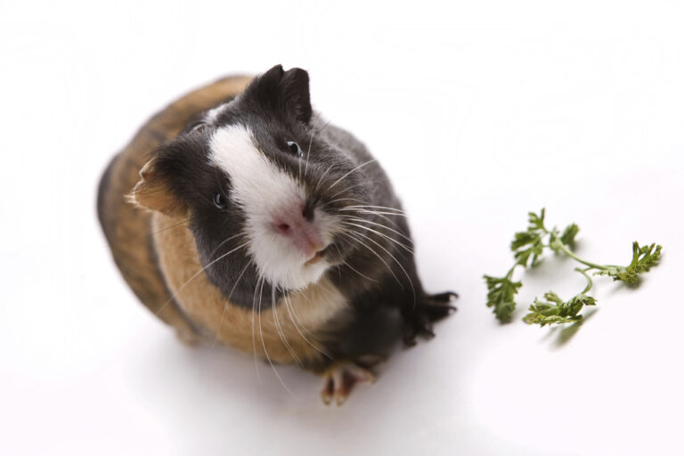 The Cost of Guinea Pig Surgery: Understanding the Expenses of Caring for Your Furry Friend