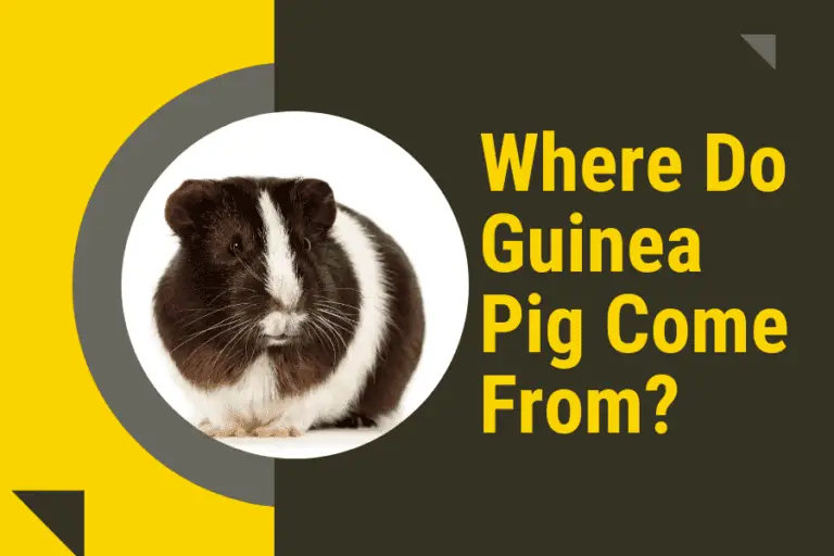 where do guinea pig come from?