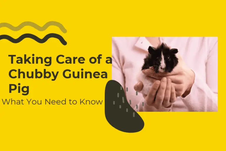Taking Care of a Chubby Guinea Pig: What You Need to Know