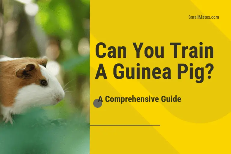 Can You Train a Guinea Pig? A Comprehensive Guide