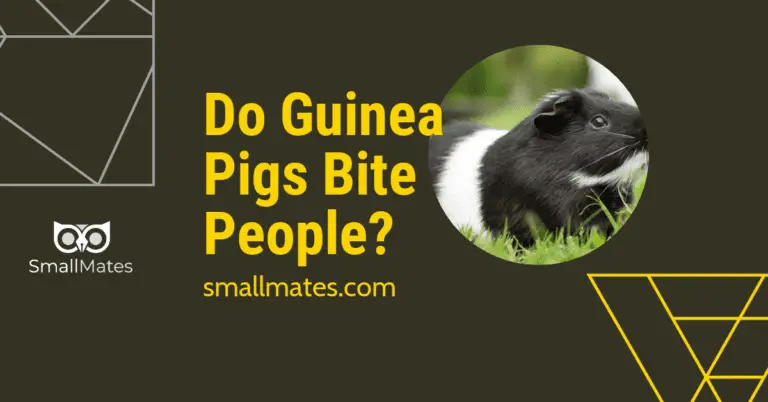 do guinea pigs bite people?
