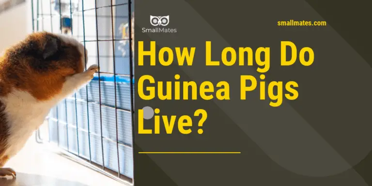 how long do guinea pigs live? The Lifespan of Guinea Pigs