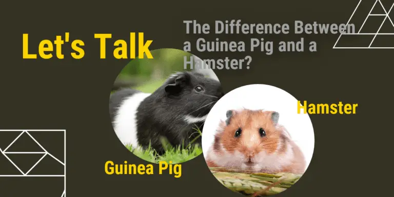 What’s the Difference Between a Guinea Pig and a Hamster?
