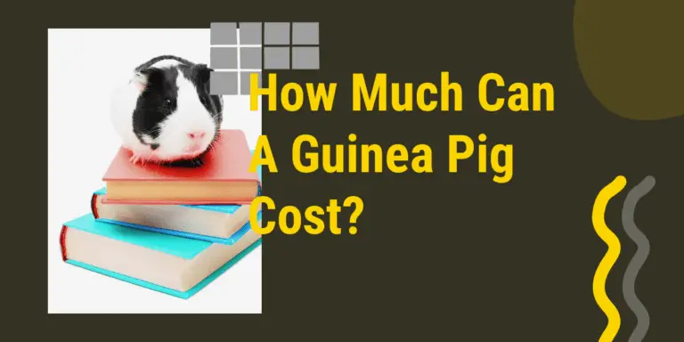 how much can a guinea pig cost?