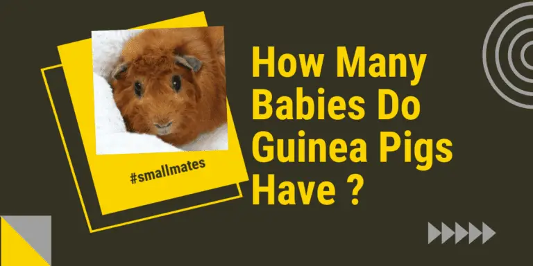 how many babies do guinea pigs have ?