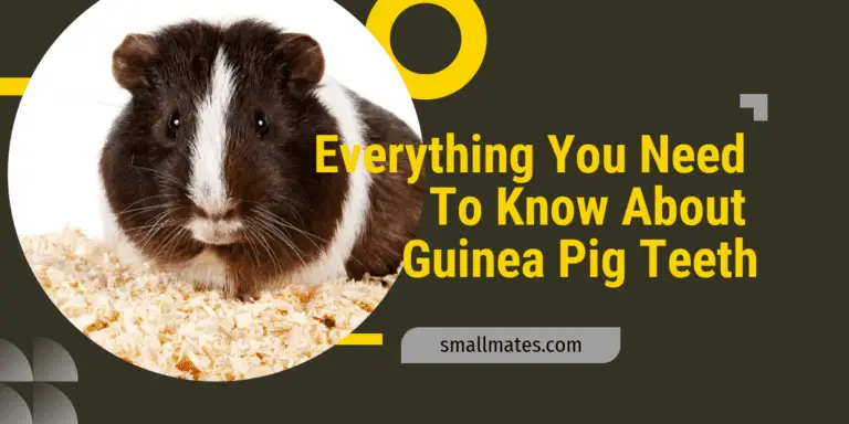 Everything You Need To Know About Guinea Pig Teeth