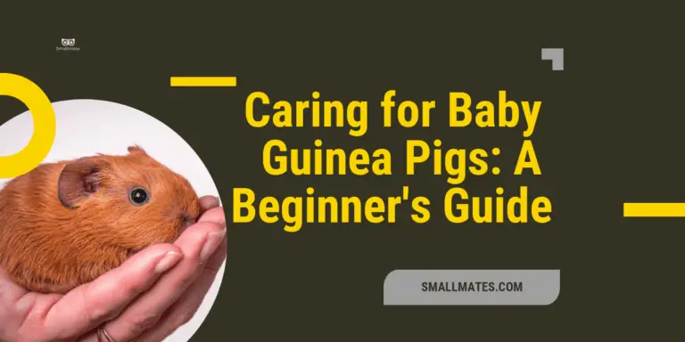 Caring for Baby Guinea Pigs: A Beginner’s Guide