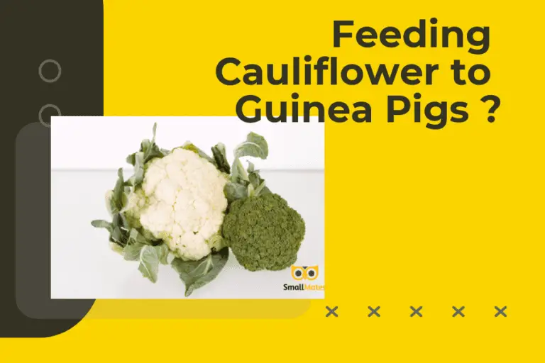 What You Need to Know About Feeding Cauliflower to Guinea Pigs