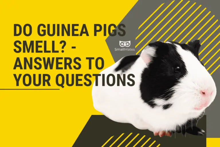 Do guinea pigs smell? – Answers to your questions