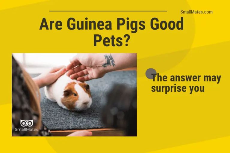 Are guinea pigs good pets? The answer may surprise you