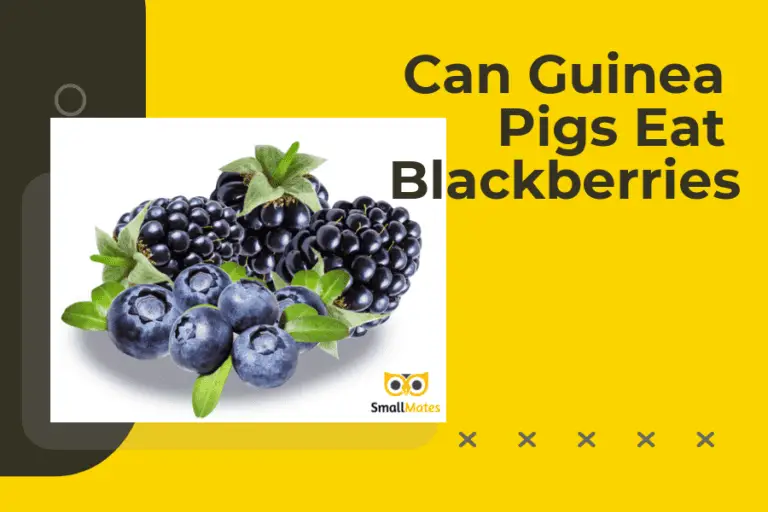 Guinea Pigs and Blackberries: Safe to Eat or Not?
