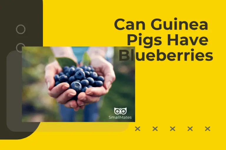 can guinea pigs have blueberries