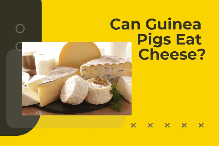 Can Guineas Eat Cheese?