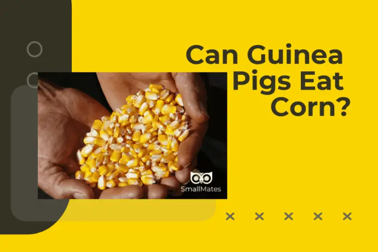 Can Guinea Pigs Eat Corn?