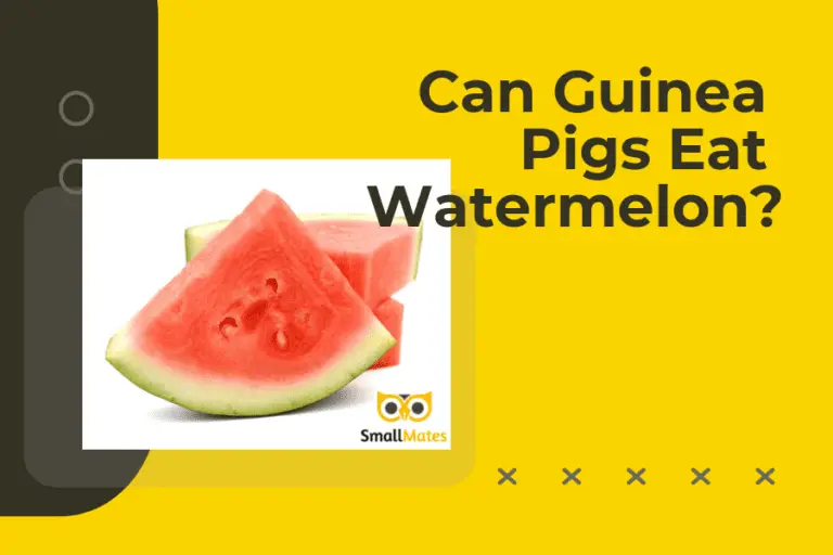 Can Guinea Pigs Eat Watermelon?