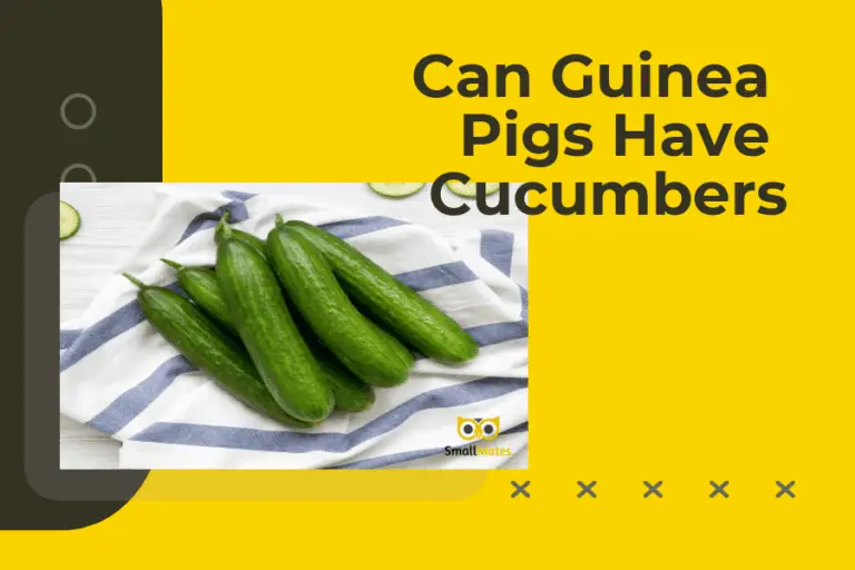can guinea pigs have cucumbers 