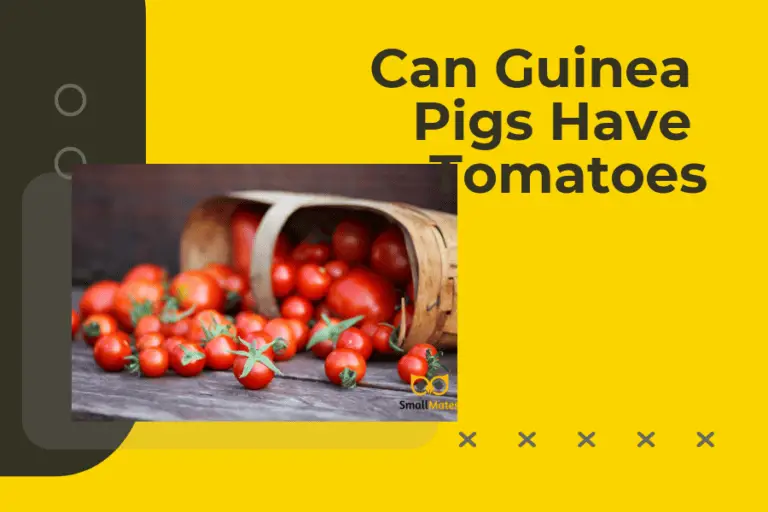 can guinea pigs have tomatoes 