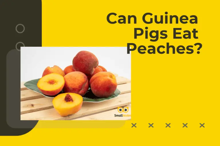 Can Guinea Pigs Eat Peaches?