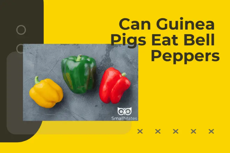 can guinea pigs eat bell peppers