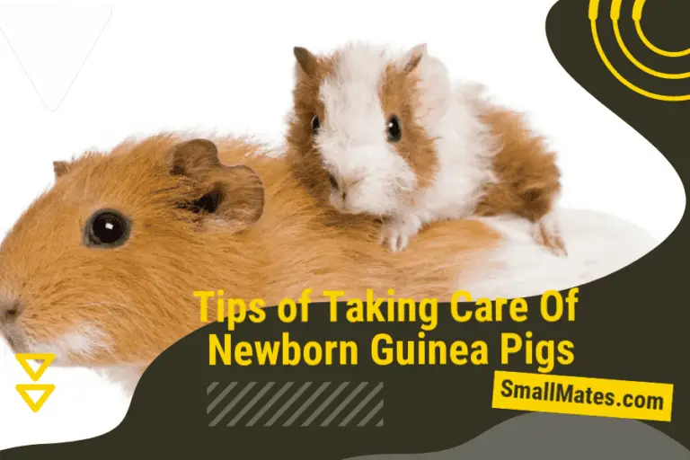 Tips of taking care of newborn guinea pigs