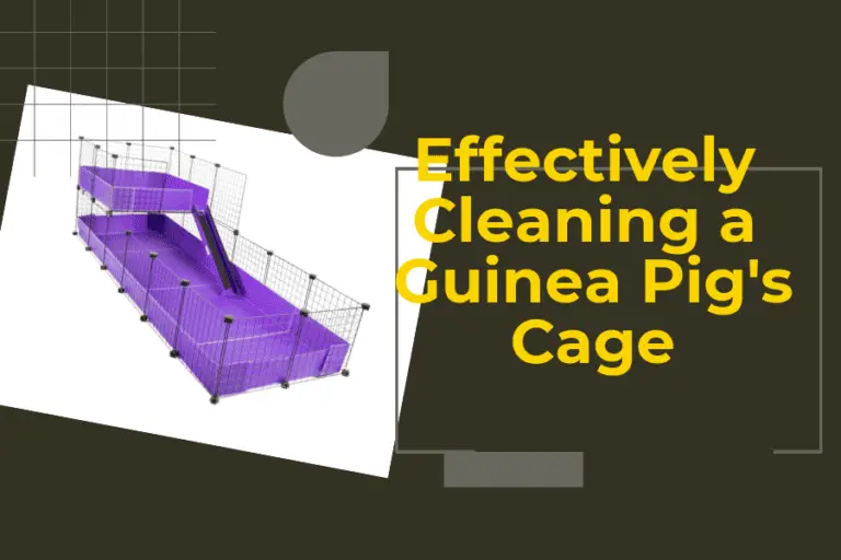 A Step-by-Step Guide to Effectively Cleaning a Guinea Pig’s Cage