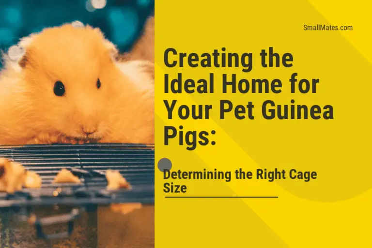 Creating the Ideal Home for Your Pet Guinea Pigs: Determining the Right Cage Size