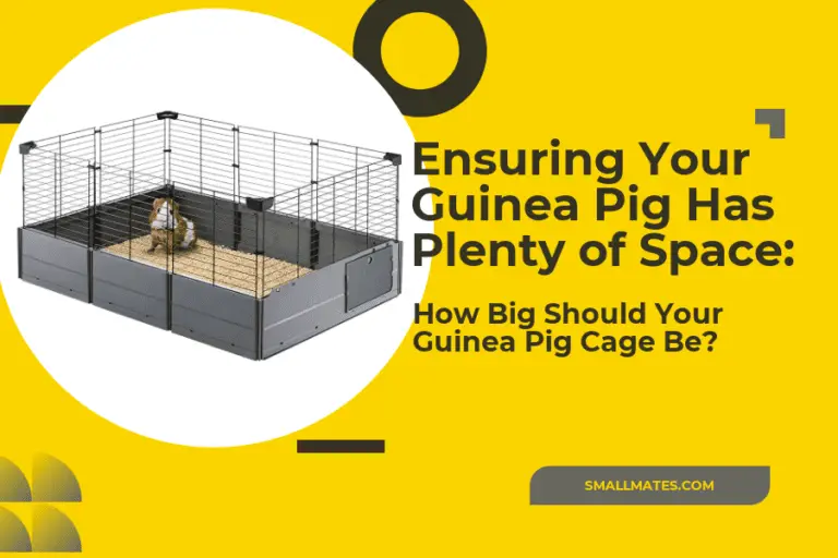 Ensuring Your Guinea Pig Has Plenty of Space: How Big Should Your Guinea Pig Cage Be?