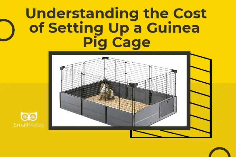Understanding the Cost of Setting Up a Guinea Pig Cage