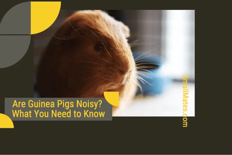 are guinea pigs noisy? What You Need to Know