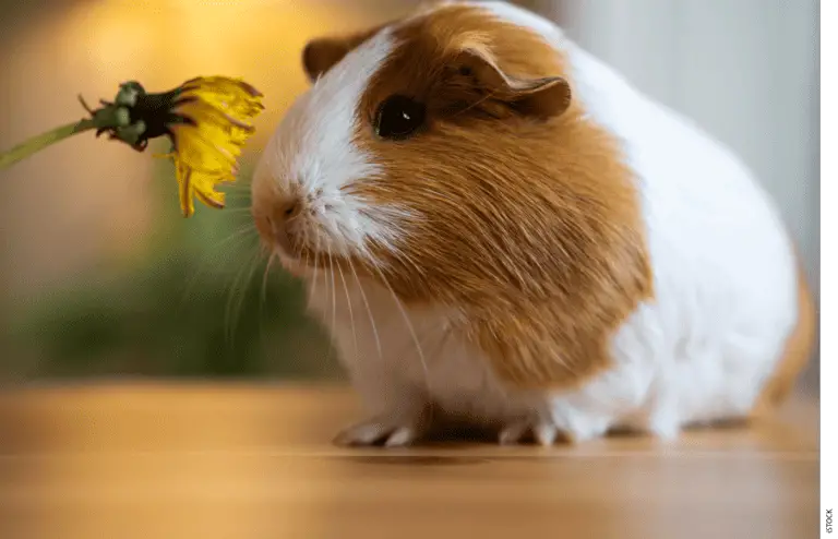 Understanding the Cognitive Abilities of Guinea Pigs: Can They Think?