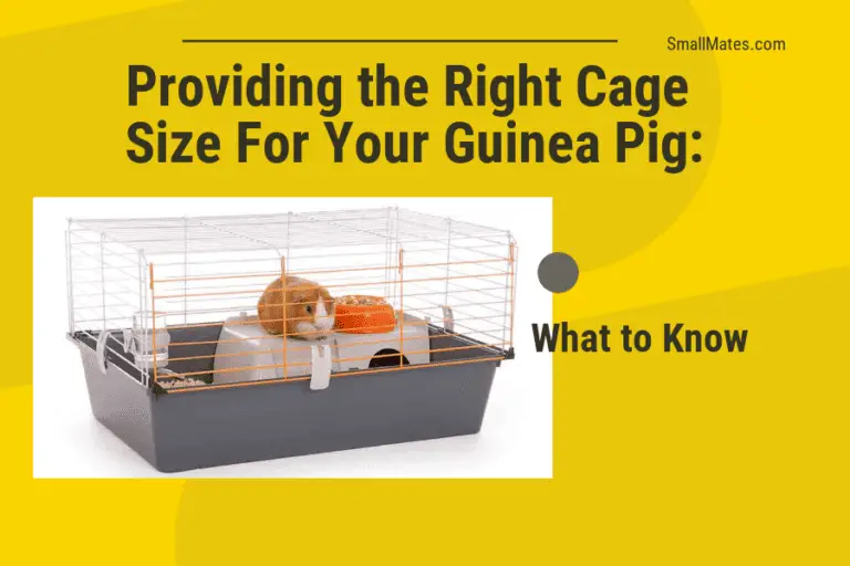 Providing the Right Cage Size for Your Guinea Pig: What to Know