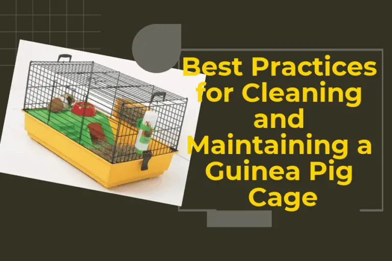 Best Practices for Cleaning and Maintaining a Guinea Pig Cage