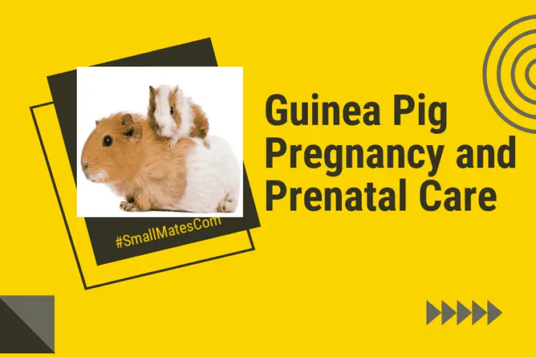 The Ins and Outs of Guinea Pig Pregnancy and Prenatal Care