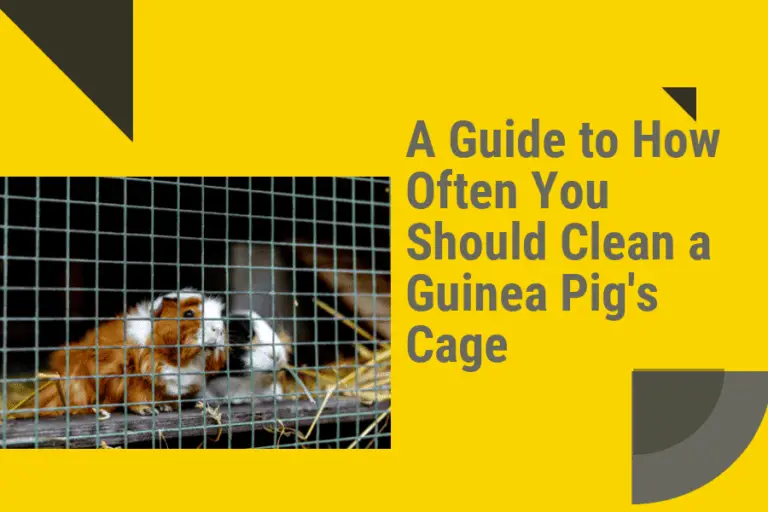 Caring for Your Pet: A Guide to How Often You Should Clean a Guinea Pig’s Cage
