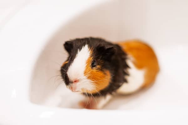 The Safe Way to Bathe Your Guinea Pig: Why Dog Shampoo Might Not Be the Best Option