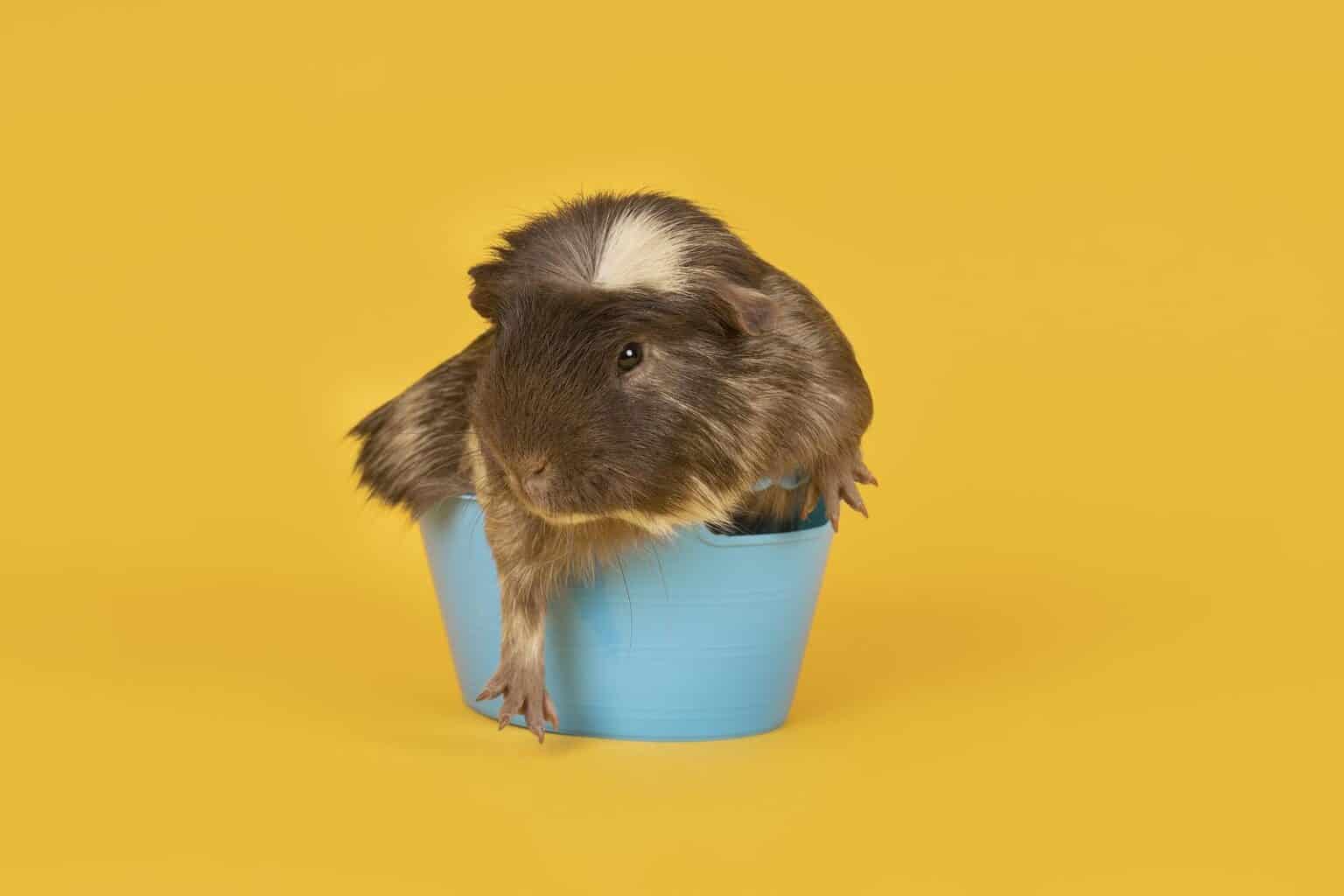 The Dangers of Using Dish Soap to Wash Your Guinea Pig Small Mates