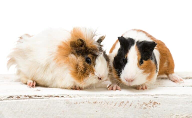 Is It Safe To Use Dawn Dish Soap On Guinea Pigs?