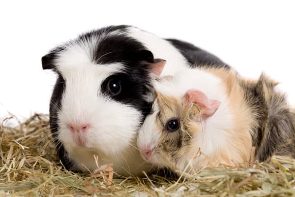 The potential dangers of using human soap on guinea pigs