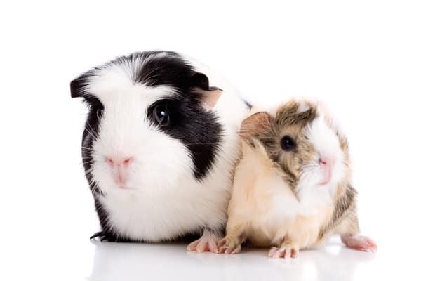 Understanding Common Reasons Why Guinea Pigs May Lose a Tooth