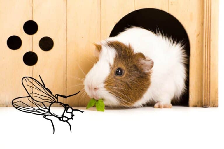 Can Guinea Pigs Cause Gnat Infestations?