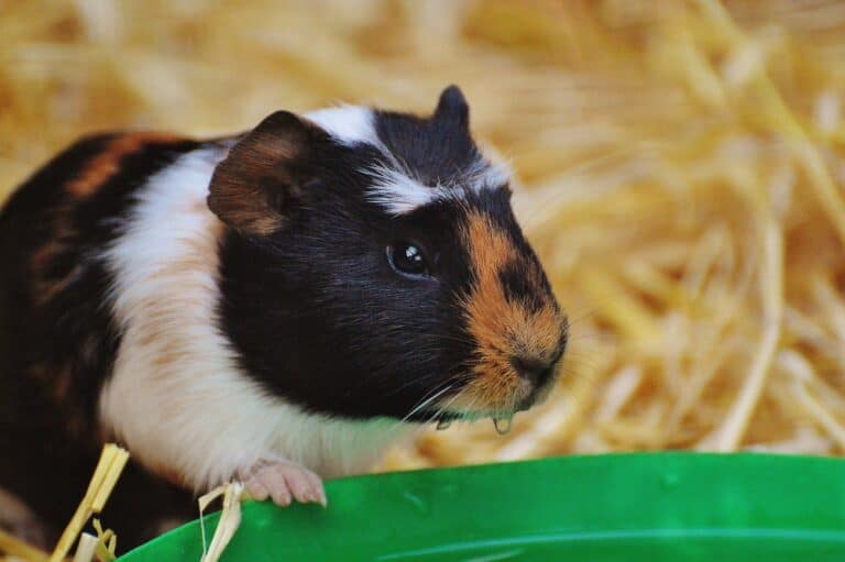 Can Guinea Pigs Use Puppy Pads? The Surprising Answer You Need to Know