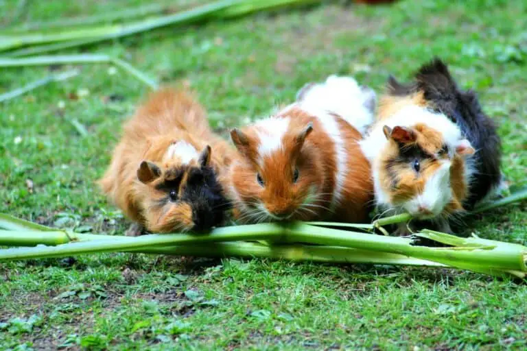 From Guineas to Dogs: What Happens When They Eat Each Other’s Food