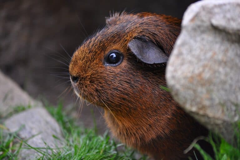 Exploring the Physiology of Guinea Pigs: Can These Furry Friends Vomit?