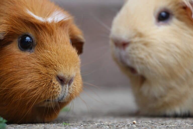 To Crawl or Not to Crawl: When Guinea Pigs Attempt to Escape Under Doors