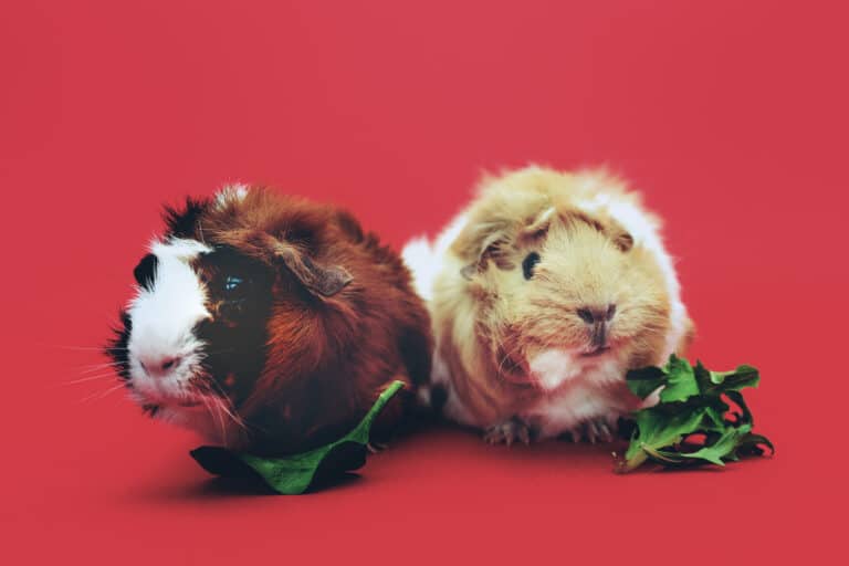 Unveiling the Risks: Can Guinea Pig Food Pose a Threat to Dogs?