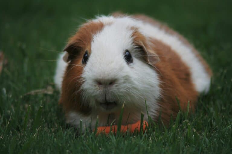 DIY Solutions to Removing Guinea Pig Urine Stains and Odors