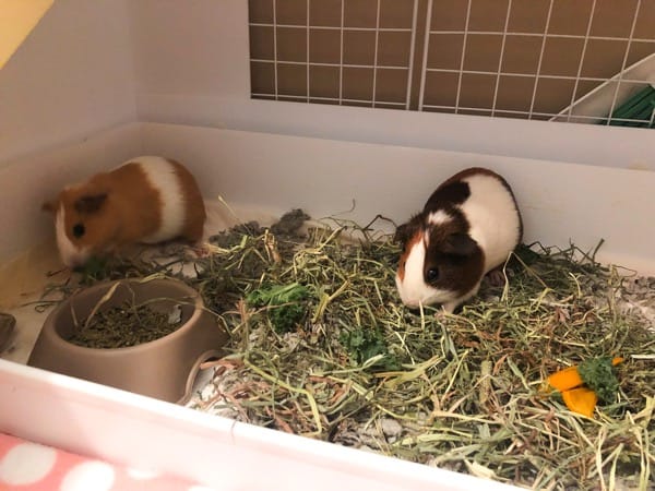 How Often Should You Change Your Guinea Pig’s Bedding?